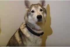 Vòng đeo thông minh cho thú cưng đã xuất hiện với nhiều thú vị