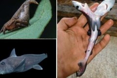 9 phát hiện đầy thú vị về thế giới động vật năm 2016