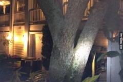 Cây to trước cửa bị sâu bọ ăn hỏng? Chủ nhà nảy ra ý tưởng khiến nhiều người thích thú