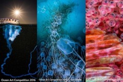 Những bức ảnh ấn tượng nhất cuộc thi Nhiếp ảnh nghệ thuật dưới nước 2016