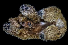 Siêu ngộ nghĩnh 11 hình ảnh thú cưng như ‘nhảy múa’ nhờ góc chụp lạ