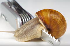 Cận cảnh ốc sên bò qua lưỡi dao lam và cái kết đầy bất ngờ