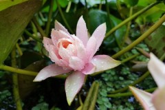 Đánh giá chi tiết camera Galaxy S8/ S8 Plus: Smartphone chụp ảnh tốt nhất hiện nay