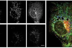 Video hoạt động của tế bào sống với độ chi tiết chưa từng có trong lịch sử