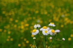 Những hình dạng bokeh đặc biệt từ những ống kính cổ điển