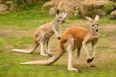 30 năm nữa, bạn sẽ khó lòng thấy 1 chú Kangaroo nào nữa, chúng đang chết dần