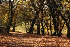 Bí ẩn về khu rừng ở Romania được mệnh danh là “Tam giác quỷ Bermuda”