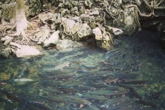 10 địa điểm làm nên tên tuổi của xứ 'rau má quê choa'