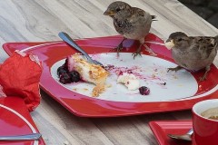 Bạn đã biết cách chống trộm ăn cắp nội dung website chưa?