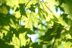 ‘Cây cối giao tiếp với nhau không còn là một câu chuyện cổ tích’: phát hiện của giáo sư Đại học British Columbia