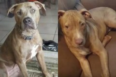 Mỹ: Chó pit bull giết rắn độc bảo vệ 2 em nhỏ