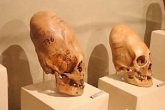 Những hộp sọ đặc biệt của người Inca: Ẩn đố với nhân chủng học hiện đại và dấu chấm hết cho thuyết tiến hóa Darwin đầy sơ hở?