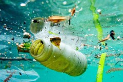 Ăn hải sản?Bạn đang tiêu thụ hàng nghìn mảnh nhựa mỗi năm?