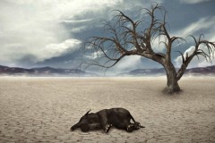 Các nhà khoa học cảnh báo: Trái Đất đang tiến dần đến cuộc đại tuyệt chủng lần thứ 6