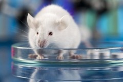 Các nhà khoa học tìm ra lý do 'hít thở thôi cũng béo'