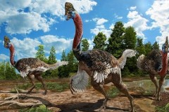 Loài khủng long có mào như gà tây được tìm thấy ở Trung Quốc