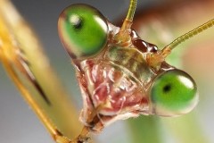 Nhiều loài vật có thể tuyệt chủng chỉ vì sợ hãi