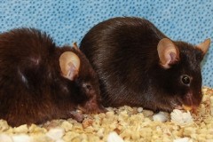 Tế bào gốc tim mạch làm chậm tiến trình lão hóa