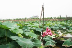 Một sớm hè với sen: ‘Đây diệu huyền trong vắt cõi từ bi’