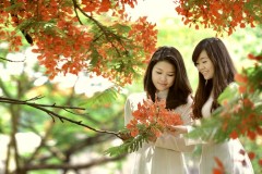 Phượng thu: Bỗng dưng cháy… một chùm phượng đỏ, chút lưu luyến cuối mùa gửi sang thu?