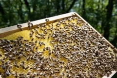 75% mẫu mật ong trên thế giới có thành phần thuốc trừ sâu