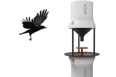 Quạ được huấn luyện để thu thập đầu lọc thuốc lá