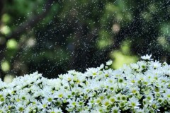 Hẹn nắng Thu: Hương cốm dỗi hờn tan vào gió thoảng, nắng vỡ òa trên sóng nước Hồ Tây…