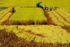 Hương sắc Việt Nam: Lúa vàng như mơ trải khắp đồng, cong cong thân gầy nặng hạt ước mong