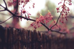 Luyến lưu chi?Ta sẽ trở về nhà, theo địa chỉ những khúc hoan ca…