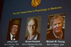 Phát hiện về gene điều khiển nhịp sinh học mở màn cho mùa Nobel 2017