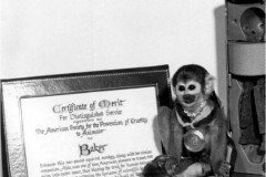 Số phận của những con tinh tinh và khỉ được NASA gửi lên vũ trụ