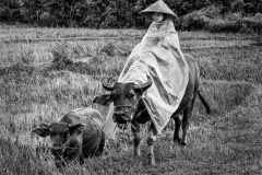 Thôi bà đi bà nhé, để con cháu nụ cười, để ánh mắt thật lạ xa xăm thời hai mươi…