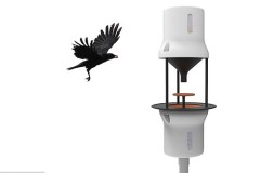 Hà Lan ‘nhờ’ quạ đen dọn sạch mẩu thuốc lá trên đường phố