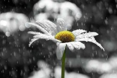 Trong cõi vô thường bao tất bật, Ta là hạt bụi nhuốm trần gian