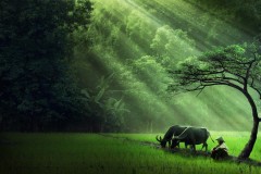 Về đây nghe em, về đây mặc áo the, đi guốc mộc: Bức tranh tươi đẹp lắng đọng sức sống mãnh liệt của hồn quê