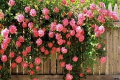 Ai lên xứ Hoa Đào đừng quên mang về một nhành hoa: Đà Lạt muôn sắc muôn hương níu chân lữ khách