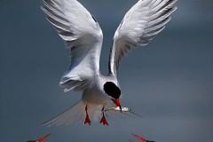 Hương sắc Việt Nam: Ngẫm về “Thương vợ” của Tú Xương, trong tiếng cười như “mảnh vỡ thủy tinh” ấy ẩn chứa điều gì?( P.2 )