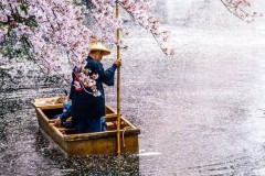 Muôn sắc hoa, muôn sắc cuộc đời: Như trái tim lửng lơ nhỏ lệ, trĩu nặng hồng hoa gượng cùng nhân thế…