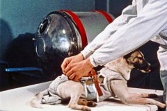 Số phận của những loài vật mà con người đưa vào không gian trong quá khứ