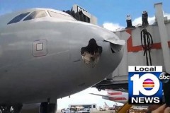 Chim đâm thủng mũi máy bay