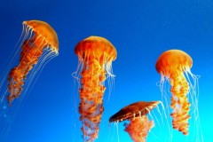 "Bí quyết" sống lâu trong thế giới tự nhiên