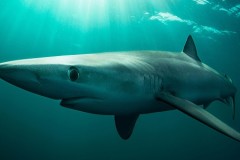 Cá mập lưỡng tính đầu tiên mắc lưới ngư dân Đài Loan