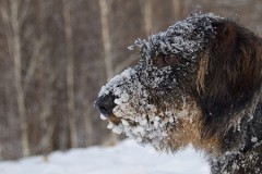 Chó đông cứng tới chết trong thời tiết âm độ ở Mỹ