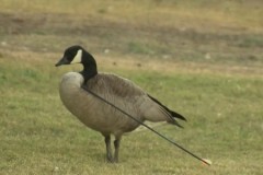 Ngỗng bị tên cắm cổ thách thức lực lượng cứu hộ