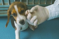 Nhân bản chó để nghiên cứu cách chữa bệnh