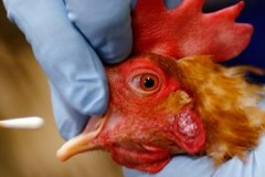 Mỹ nới lỏng cơ chế cấp phép các thí nghiệm gây đột biến tạo siêu virus gây bệnh dịch chết người