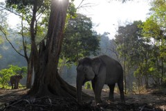 Voi mang thai nghi bị đầu độc chết ở Indonesia