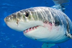 Cá mập trắng nặng hơn 7 tạ ngoài khơi Mỹ