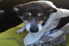 Chó sống sót sau 10 ngày lạc trên đỉnh núi tuyết