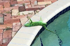 Cự đà đông cứng, rơi như mưa trong giá rét ở Mỹ